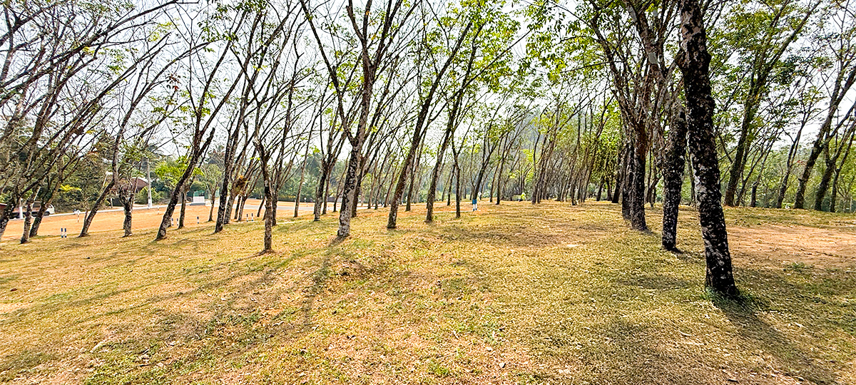 GREEN CREST – HORANA