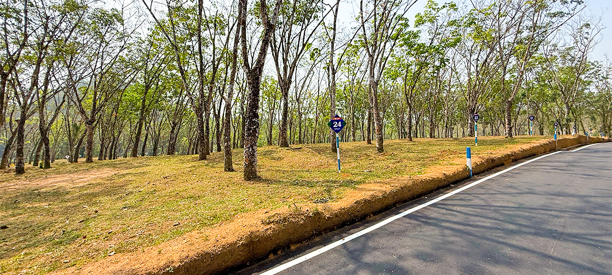 GREEN CREST – HORANA