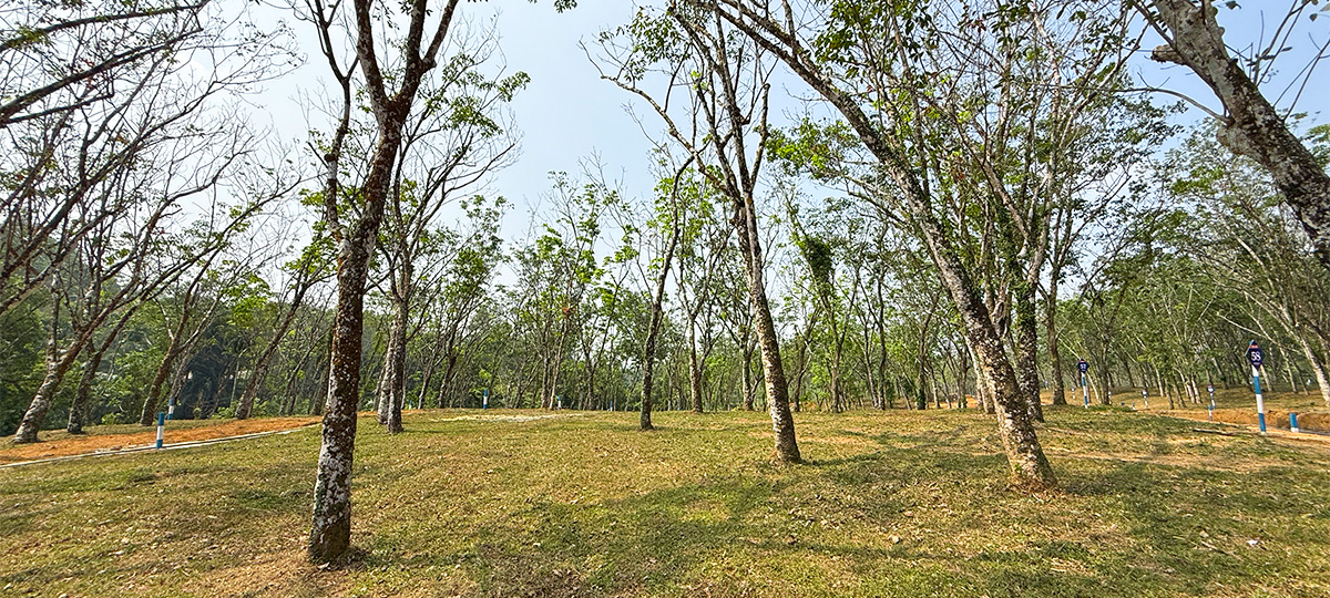 GREEN CREST – HORANA