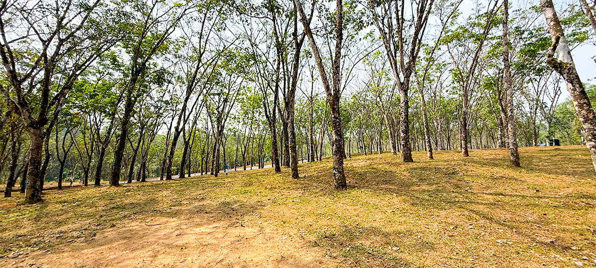 GREEN CREST – HORANA