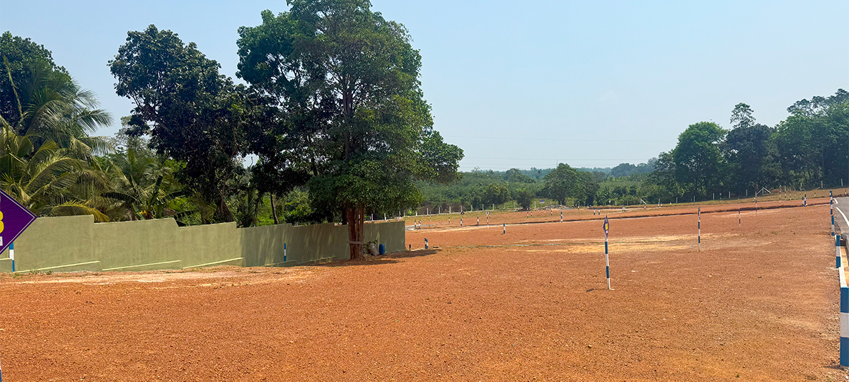 AURELIA – ALUBOMULLA