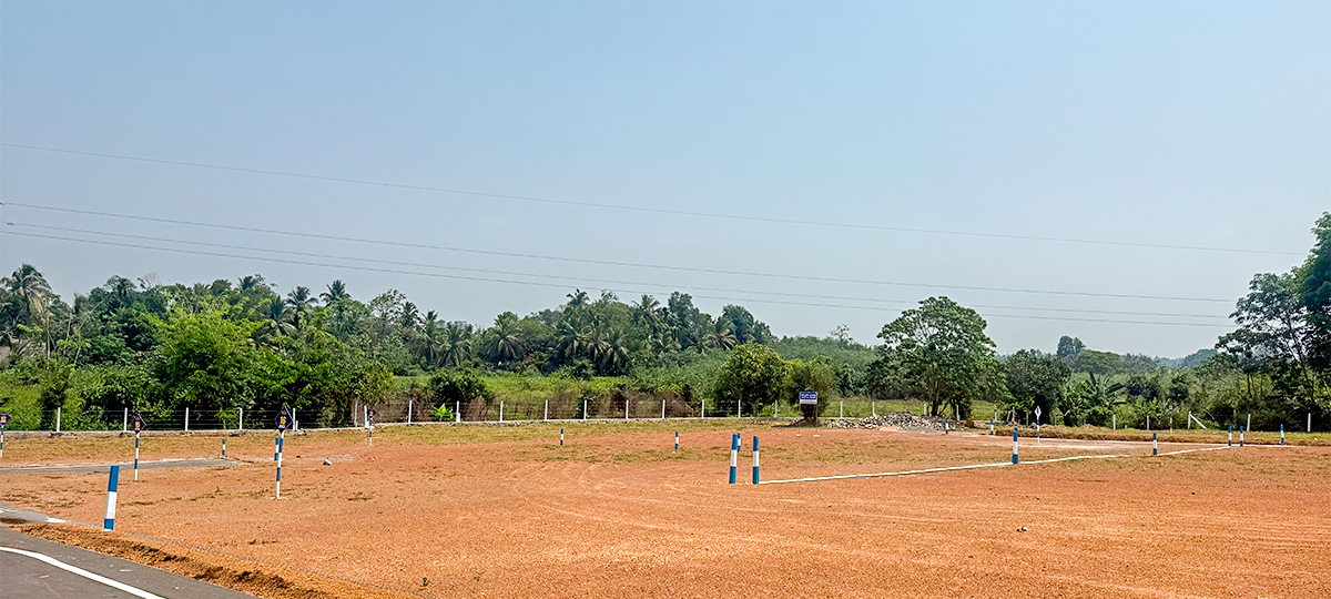 AURELIA – ALUBOMULLA