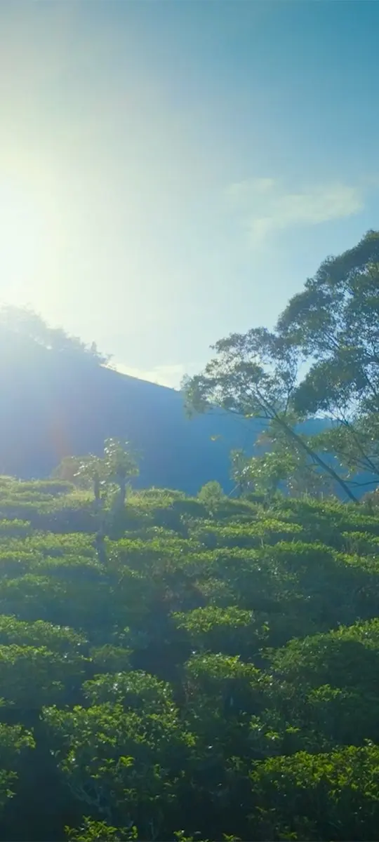 260526150529THE_MORNINGS_GIFT_-_PUNDALUOYA_540x1200_31012025.webp