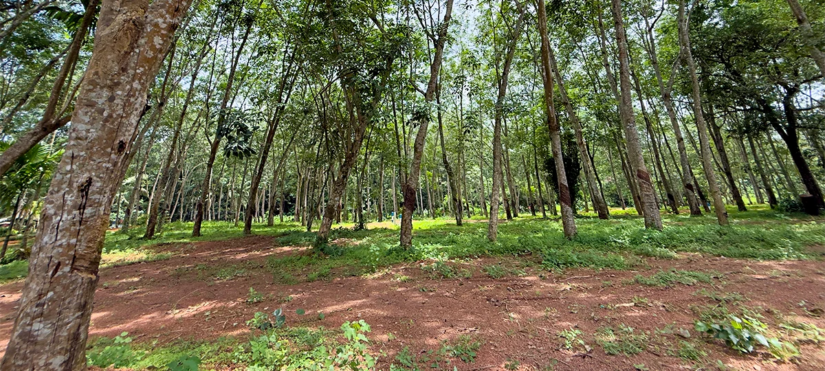 NATURE BREEZE - DIVULAPITIYA