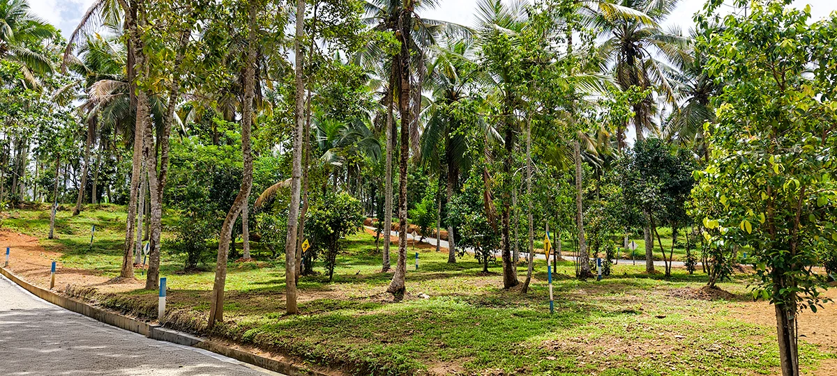 EVER GREEN - KAHATHUDUWA
