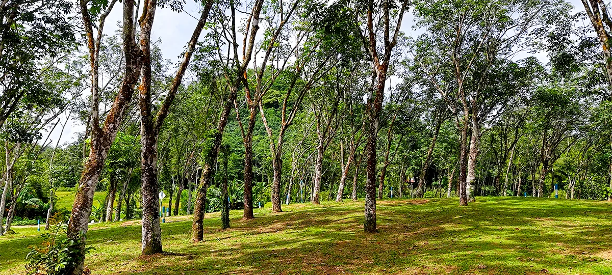 GREEN CREST – HORANA