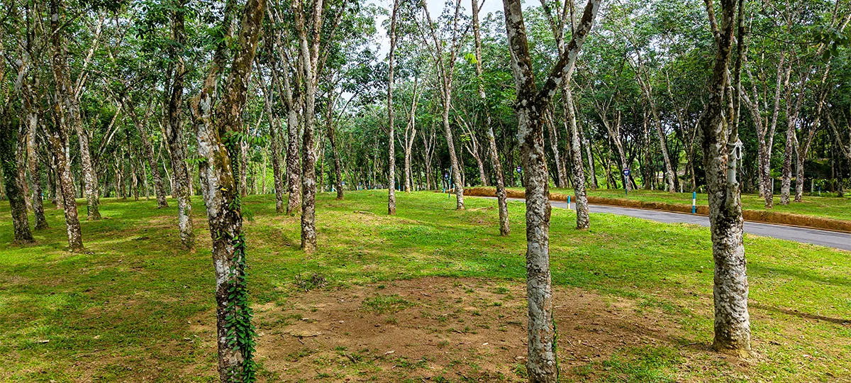 GREEN CREST – HORANA