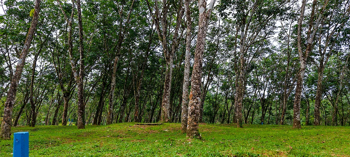 GREEN CREST – HORANA